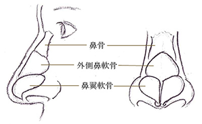 鼻の解剖図