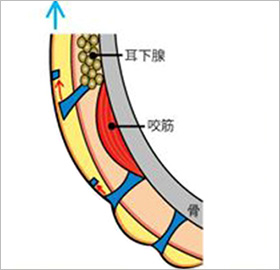 2.2.鼻骨の先端部分を、鼻の穴からノミを入れて削り、形を整えます。